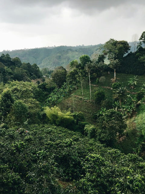 Sustainability and Coffee
