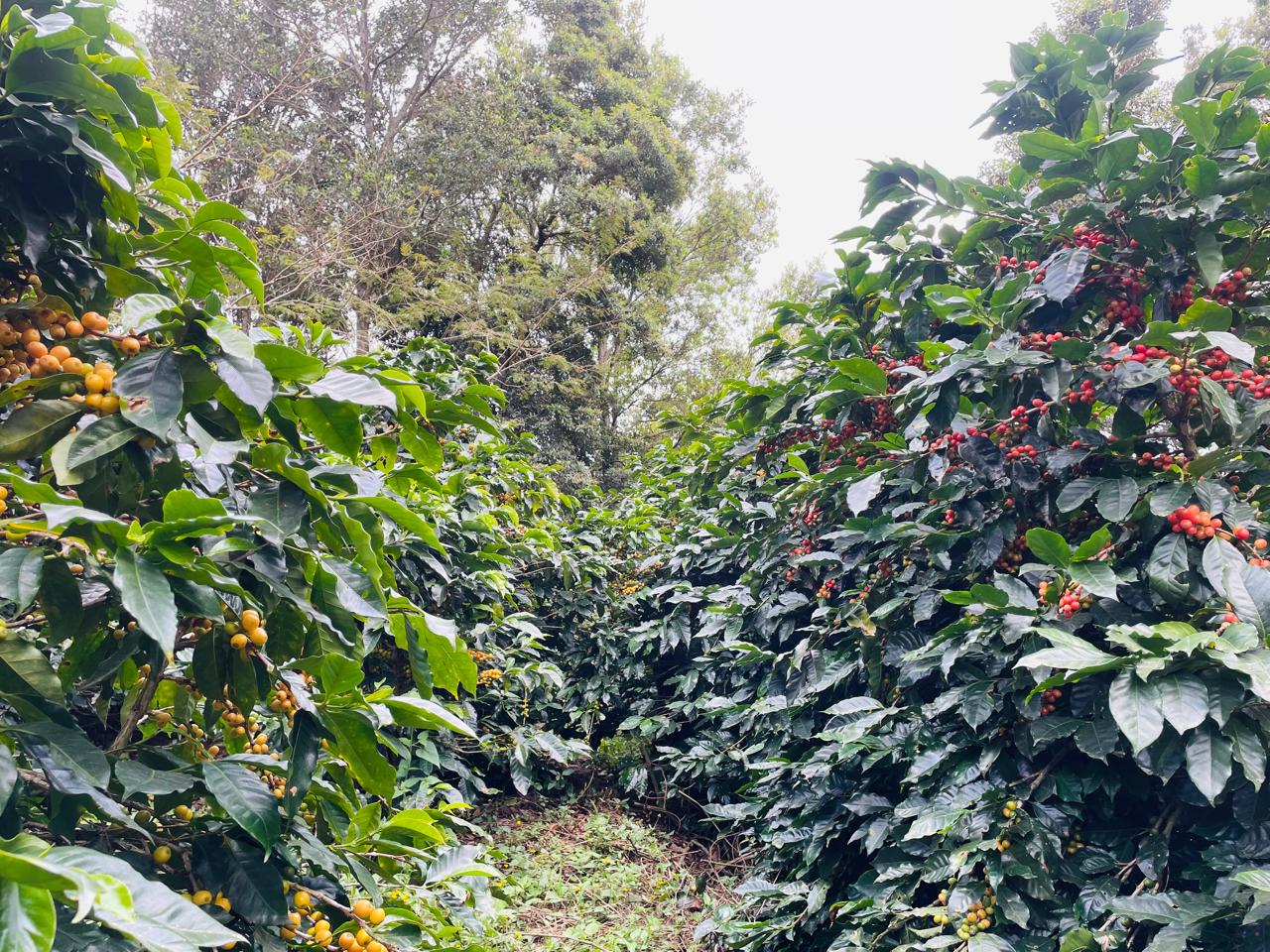 Maya — Specialty Dark Roast Blend | Coffee & Coconuts